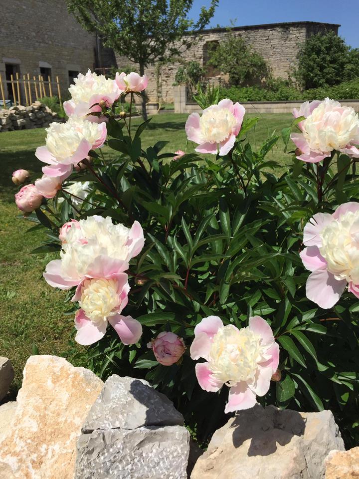 Au printemps les Pivoines se pavoisent